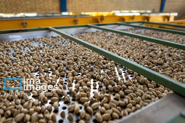 پسته خراسان رضوی در میادین جهانی؛ صادرات ۳۰ درصد افزایش یافت