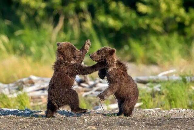 خرس چهار ساله از تله سیمی در آمل نجات یافت