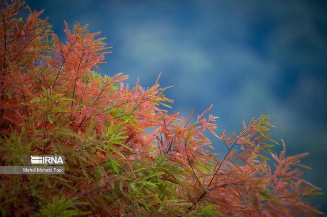 داده‌کاوی از کاهش ۵۴ درصدی بارش‌ها در مازندران