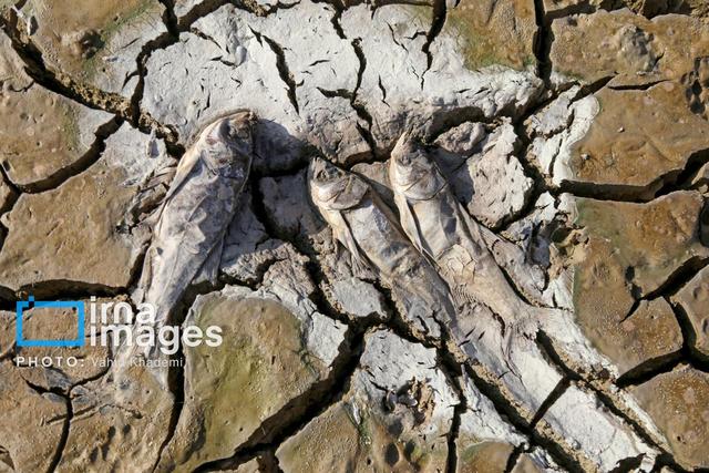 سد بی‌آب، ماهیان بی‌جان