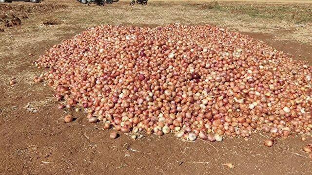 آغاز برداشت پیاز از مزارع دهگلان