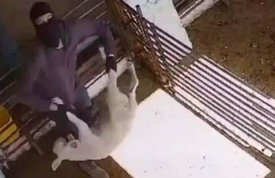 فیلم/ وقتی صهیونیست‌ها به حیوانات هم رحم نمی‌کنند!