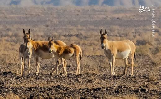 عکس/ پارک ملی کویر؛ امید گور ایرانی