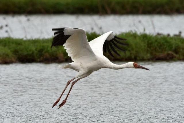 «امید»؛ آخرین بازمانده درنای سیبری در ایران