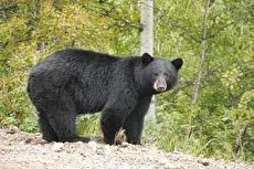 گفت‌و‌گو با خرس و پلنگ در دل جنگل‌های چلاو! (فیلم)