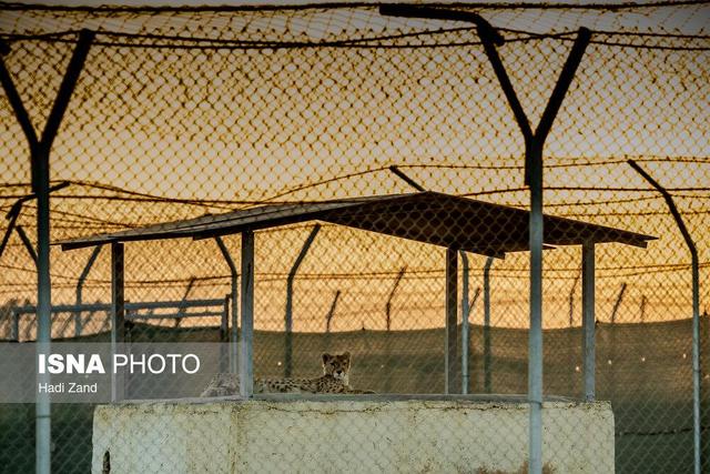 قرنطینه سایت تکثیر یوزپلنگ در اسارت