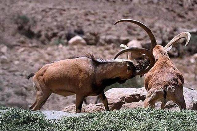 آغاز شروع سرمستی قوچ های خراسان شمالی و کمین شکارچیان فرصت طلب