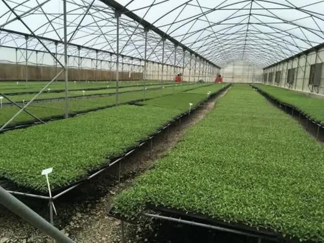 اجرای کشت نشایی در سطح ۹۰۰۰ هکتار از اراضی زراعی قزوین