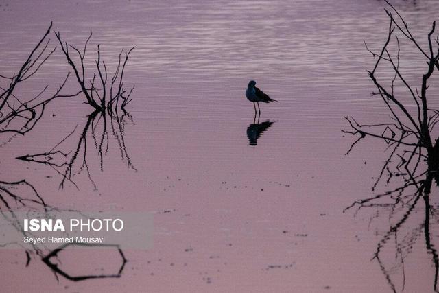 سواحل جنوب سیستان و بلوچستان مقصد ۵۰ نوع پرنده مهاجر