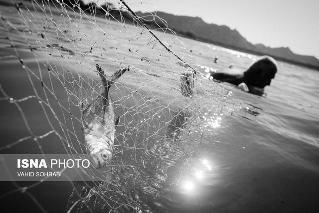 خلیج فارس؛ یکی از مناسبترین مناطق جهان برای توسعه پرورش ماهی در قفس