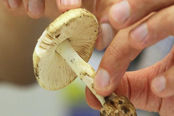 هشدار؛ مصرف این قارچ‌ها جانتان را تهدید می‌کند/ علائم مسمومیت