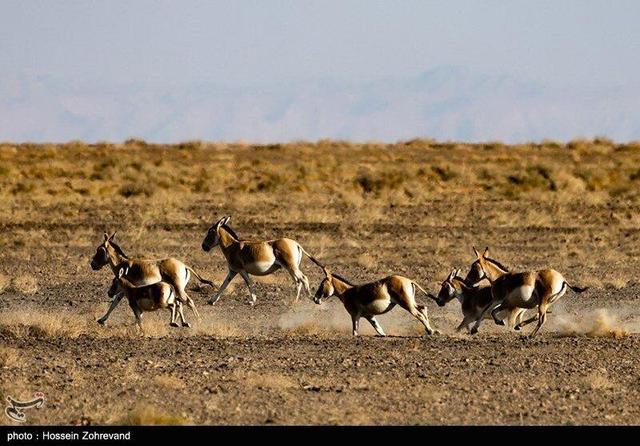 معجره در دل کویر؛ گورخر ایرانی از انقراض فرار کرد