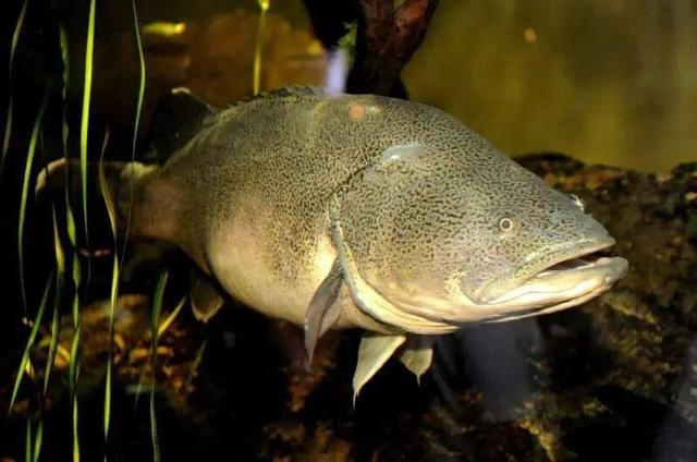 رکوردی باورنکردنی در مهاجرت؛ ماهی کوچکی که ۸۶۰ کیلومتر شنا کرد!