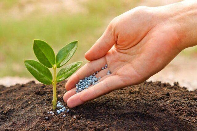 پیشتازی فارس در تولید هسته‌های اولیه بذر مورد نیاز کشور