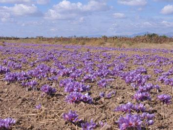 افزایش سطح زیرکشت زعفران در کردستان