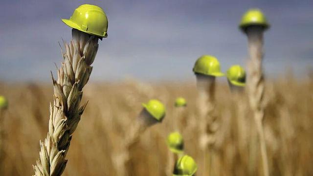 بیمه فراگیر گندم اجرا می‌شود؟