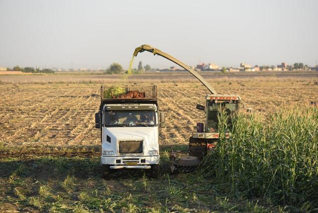 برداشت ذرت علوفه ای دام