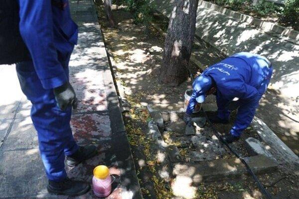 آغاز همکاری علمی برای مبارزه با جانوران موذی و سگ‌های ولگرد