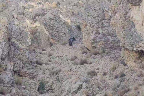 حضور خرس قهوه‌ای در فیروزکوه