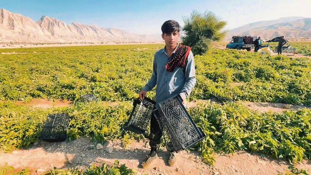 سرله؛ روستایی که با وجود کم‌آبی هنوز بوی برنج و صیفی‌جات می‌دهد