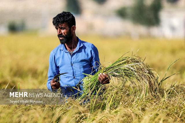 طلای زرد در دل تشنگی؛ برداشت برنج در سرله میداوود