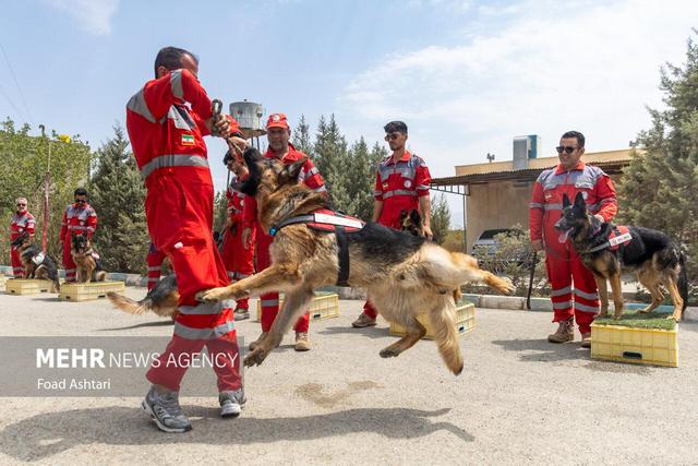 اجرای تمرین عملیاتی مشترک برای ارتقای مهارت نیروها و سگ‌های تجسس