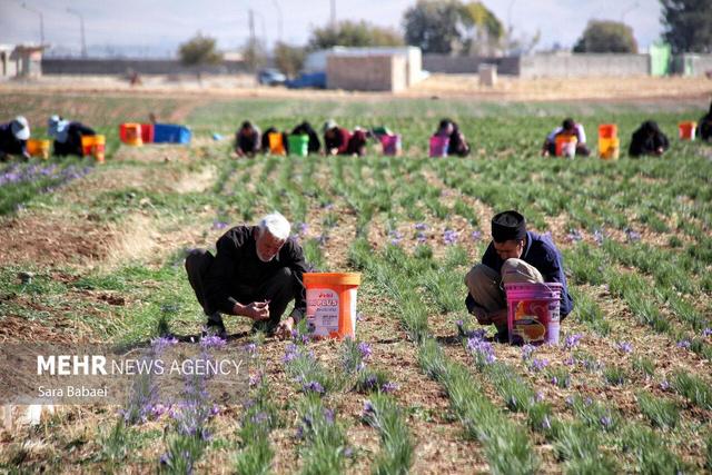 برداشت طلای سرخ از دشت های کرمانشاه