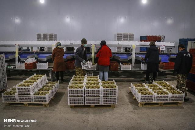 تیموری: ۱۳ هزار تن مرکبات و کیوی مازندران روانه بازارهای جهانی شد
