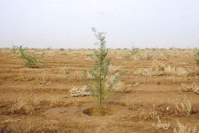 بیش از ۸ میلیون هکتار از اراضی بیابانی کشور احیا شده است