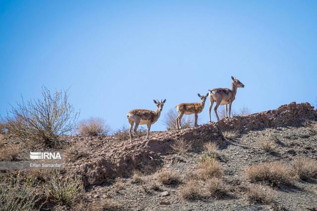 حیات‌وحش در کش و قوس خشکسالی/ فعلا خبری از باران نیست