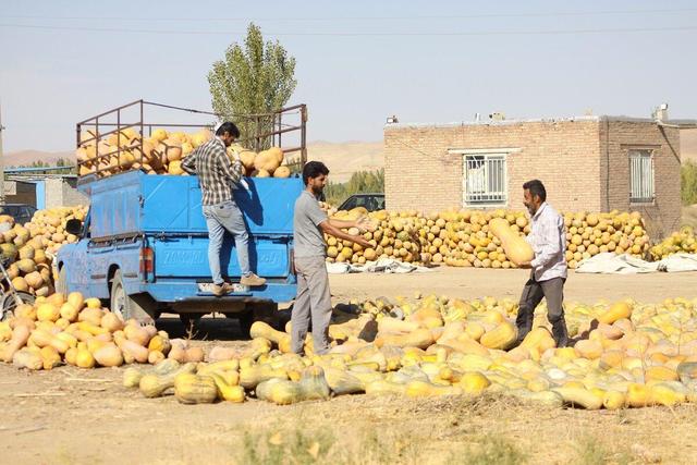 قانزالی؛ دیاری که کدوحلوایی‌هایش پاییز را شیرین می‌کنند