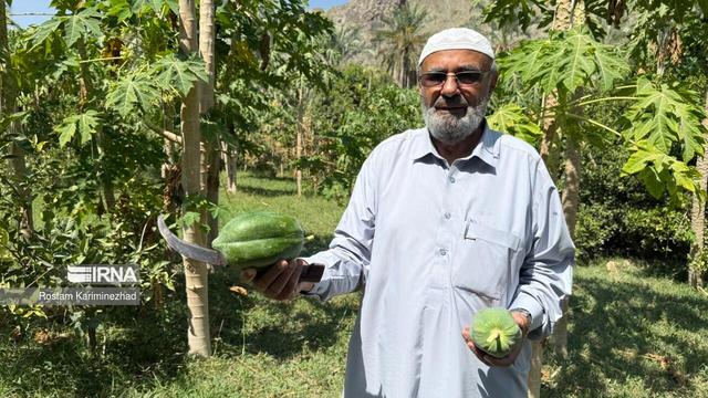 فیلم | ۶ هزار هکتار اراضی کشاورزی؛ موتور محرک اشتغال و تولید در شهرستان سرباز