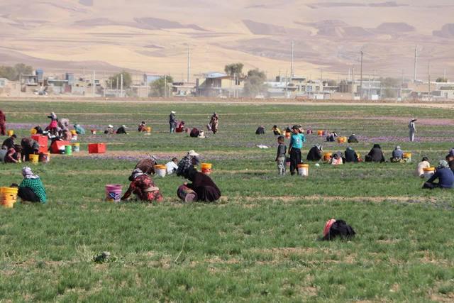 سطح زیرکشت زعفران در کردستان به ۱۰۰ هکتار رسید