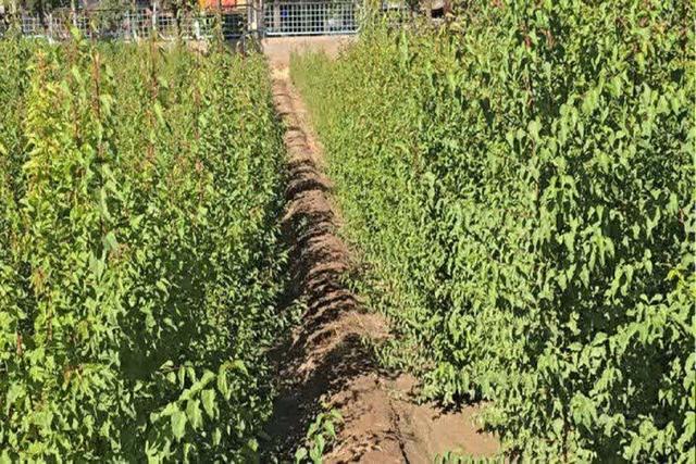 بشاگرد، رکورددار نهالستان‌های مردمی کشور با ۱۵ نهال امید دانش‌آموزی