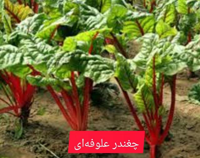 فیلم|چغندر علوفه‌ای؛ ناجی خاک‌های شور شمال گلستان