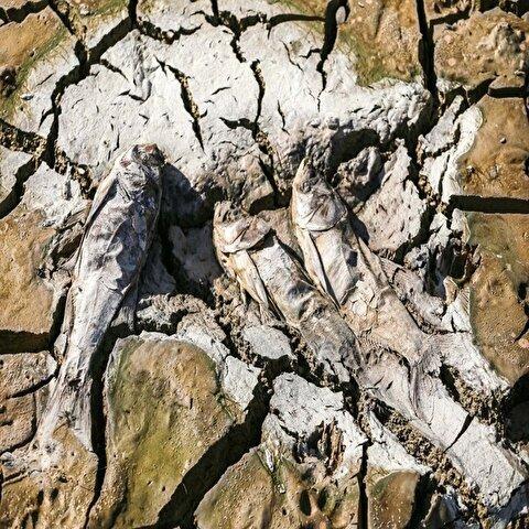 تصاویر: مرگ دسته‌جمعی ماهی‌ها در سد عبدل آباد بجنورد