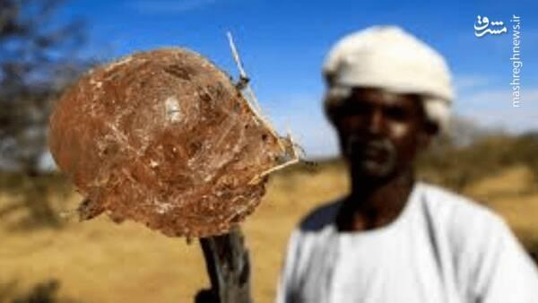 داستان صمغ و خون؛ سودان چگونه غارت شد