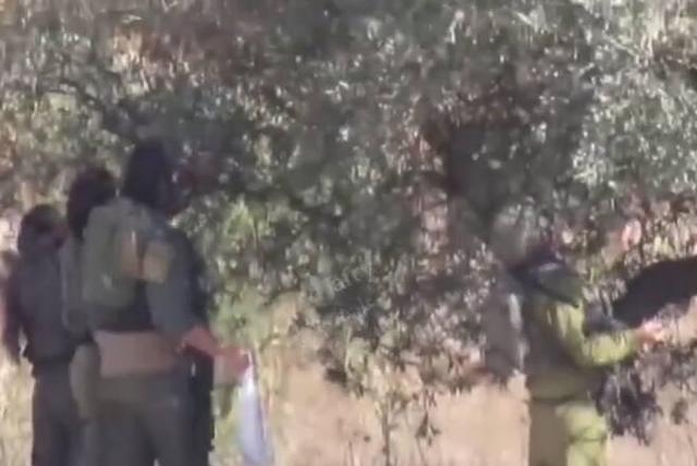 فیلم/ دزدی صهیونیست‌ها از باغات زیتون فلسطینی‌ها