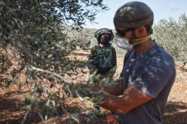 عکس/ برداشت زیتون همزمان با یورش صهیونیست‌ها به جنوب نابلس