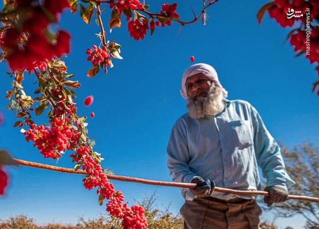 عکس/ برداشت زرشک در روستای «افین» خراسان جنوبی