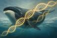 کمک نهنگ قطبی به انسان برای داشتن طول عمر بیشتر
