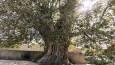 درخت چنار ۵۰۰ ساله در گلمکان مشهد، ثبت ملی را انتظار می‌کشد