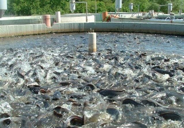 تولید سالانه بیش از ۲۰ هزار تن محصولات شیلاتی در استان زنجان