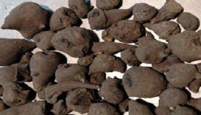 هشدار درباره عرضه گیاه جدوار در عطاری‌ها