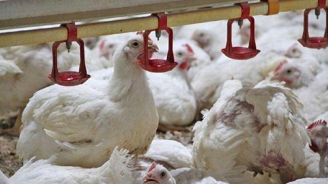 بازار مرغ و تخم‌مرغ تحت تاثیر کمبود نهاده‌ها!