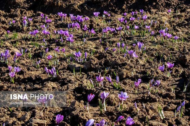 برندسازی و فرآوری زعفران، مسیر آینده طلای سرخ خراسان جنوبی است