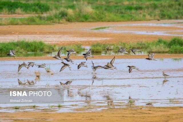 مدیرکل حفاظت محیط زیست استان قم: اقدامات اولیه برای ارتقاء سطح حفاظتی تالاب مره انجام شده است