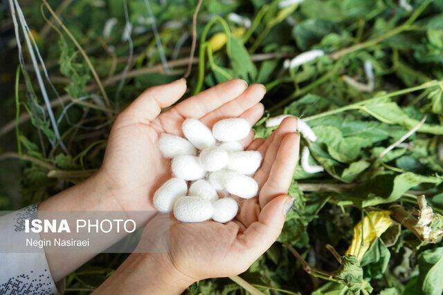 استفاده از پتانسیل زنان خانوار در صنعت نوغان‌داری