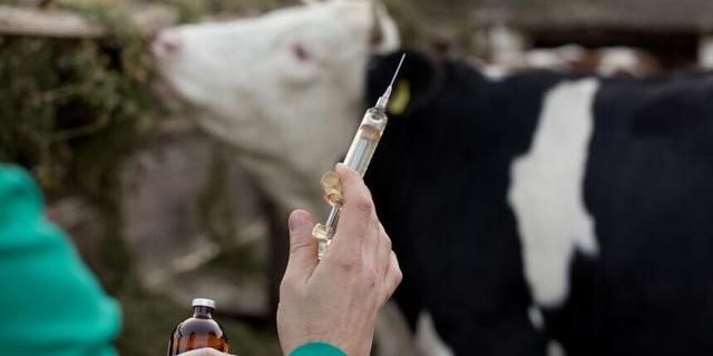 تمامی دام‌های عشایر پیش از کوچ، علیه بیماری تب برفکی واکسینه شده‌اند