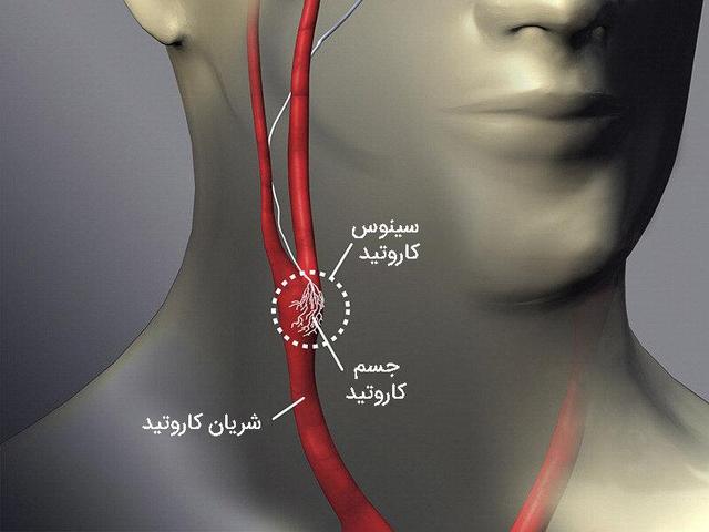 عضوی کوچک از بدن که کلید پایین آوردن فشار خون است